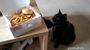 25 Hilarious Pet Photos Capturing Their Love for Food