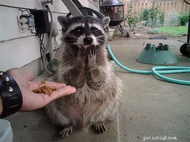 25 Hilarious Pet Photos Capturing Their Love for Food