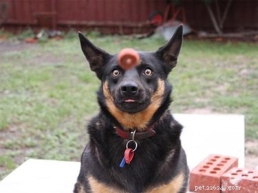 25 Hilarious Pet Photos Capturing Their Love for Food