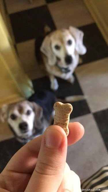 25 Hilarious Pet Photos Capturing Their Love for Food