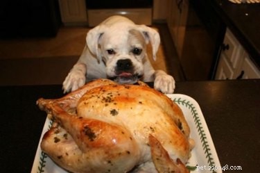 25 Hilarious Pet Photos Capturing Their Love for Food