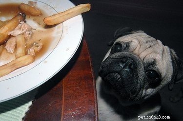 25 Hilarious Pet Photos Capturing Their Love for Food