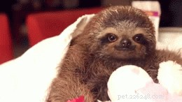 27 Adorable Baby Animals You Never Knew You Loved