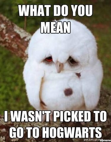 27 Adorable Baby Animals You Never Knew You Loved