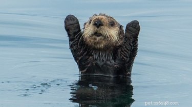 27 Adorable Baby Animals You Never Knew You Loved