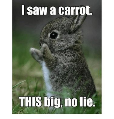 27 Adorable Baby Animals You Never Knew You Loved