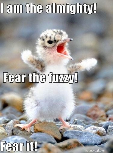 27 Adorable Baby Animals You Never Knew You Loved