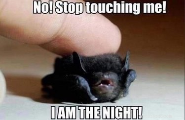 27 Adorable Baby Animals You Never Knew You Loved