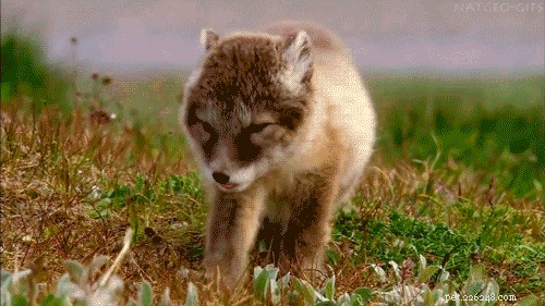 27 Adorable Baby Animals You Never Knew You Loved