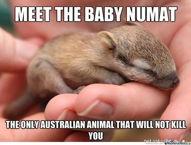 27 Adorable Baby Animals You Never Knew You Loved