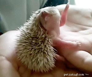 27 Adorable Baby Animals You Never Knew You Loved