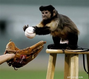 17 Animals That Would Likely Be Left Out of School Gym Class