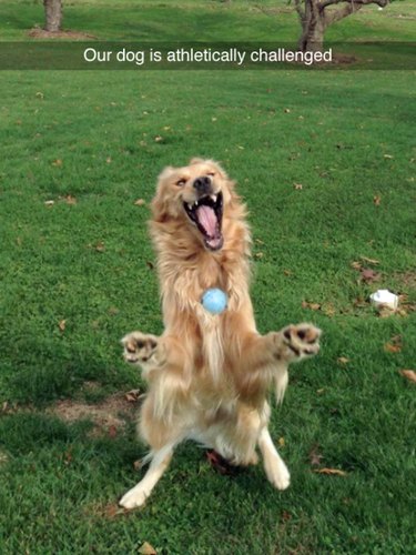 17 Animals That Would Likely Be Left Out of School Gym Class