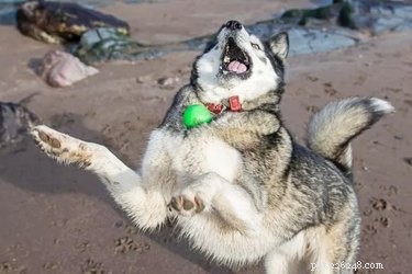 17 Animals That Would Likely Be Left Out of School Gym Class