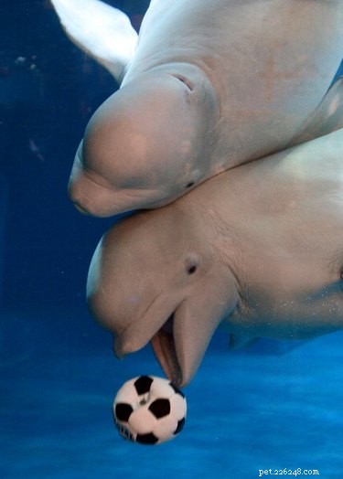17 Animals That Would Likely Be Left Out of School Gym Class