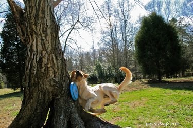 17 Animals That Would Likely Be Left Out of School Gym Class