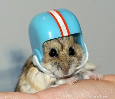 17 Animals That Would Likely Be Left Out of School Gym Class