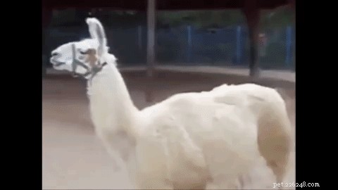 26 Animals That Love the Spotlight: The Most Dramatic Creatures