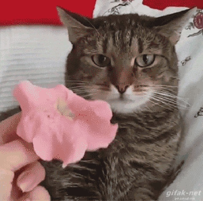 26 Animals That Love the Spotlight: The Most Dramatic Creatures