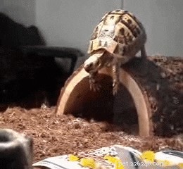 26 Animals That Love the Spotlight: The Most Dramatic Creatures