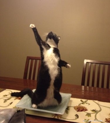26 Animals That Love the Spotlight: The Most Dramatic Creatures