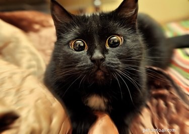 26 Animals That Love the Spotlight: The Most Dramatic Creatures