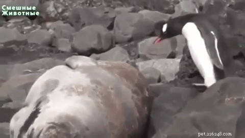 26 Animals That Love the Spotlight: The Most Dramatic Creatures