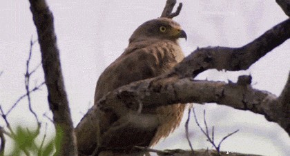 26 Animals That Love the Spotlight: The Most Dramatic Creatures