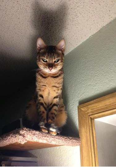 26 Animals That Love the Spotlight: The Most Dramatic Creatures