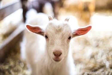 Watch the August 21 Solar Eclipse with Baby Goats for $100 – An Oregon Adventure