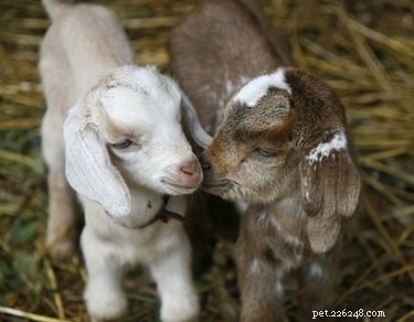 Watch the August 21 Solar Eclipse with Baby Goats for $100 – An Oregon Adventure