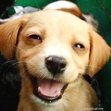23 Adorable Animal Smiles to Brighten Your Day