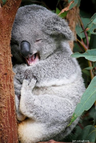 23 Adorable Animal Smiles to Brighten Your Day