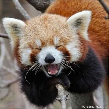 23 Adorable Animal Smiles to Brighten Your Day
