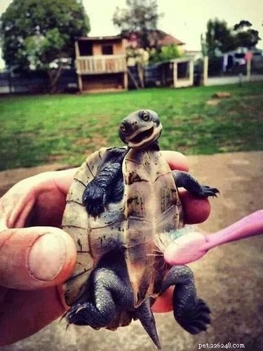 23 Adorable Animal Smiles to Brighten Your Day