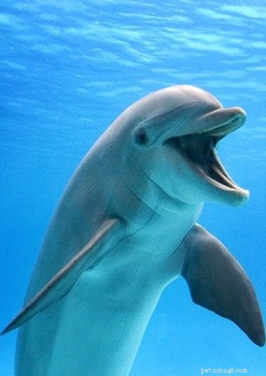23 Adorable Animal Smiles to Brighten Your Day