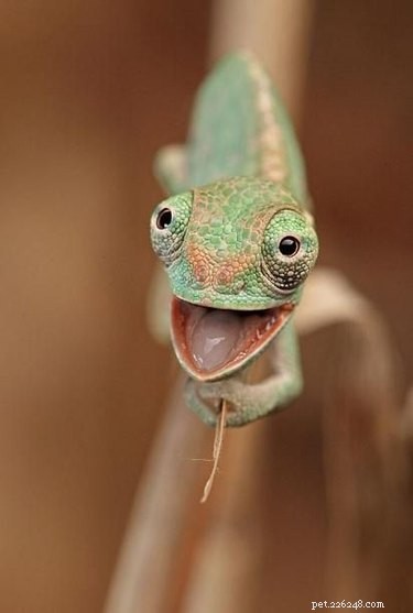 23 Adorable Animal Smiles to Brighten Your Day