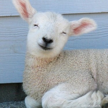 23 Adorable Animal Smiles to Brighten Your Day