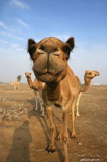 23 Adorable Animal Smiles to Brighten Your Day