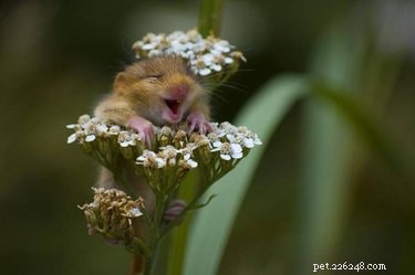 23 Adorable Animal Smiles to Brighten Your Day
