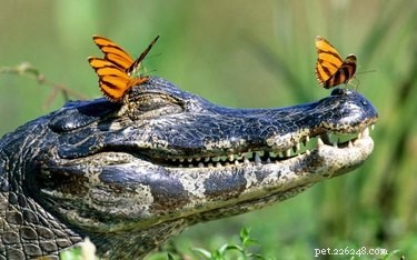 23 Adorable Animal Smiles to Brighten Your Day