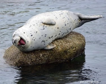 23 Adorable Animal Smiles to Brighten Your Day