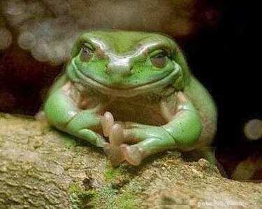 23 Adorable Animal Smiles to Brighten Your Day