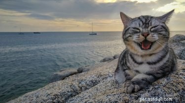 23 Adorable Animal Smiles to Brighten Your Day