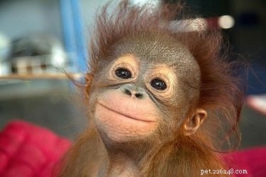 23 Adorable Animal Smiles to Brighten Your Day