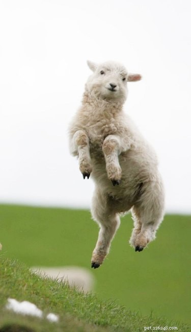 23 Adorable Animal Smiles to Brighten Your Day