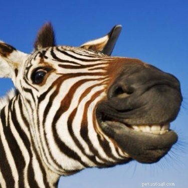 23 Adorable Animal Smiles to Brighten Your Day