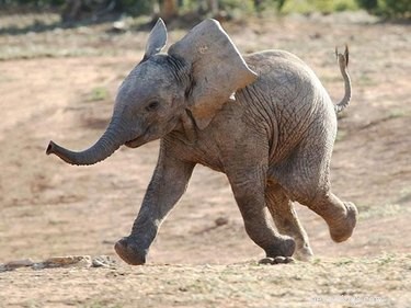 23 Adorable Animal Smiles to Brighten Your Day