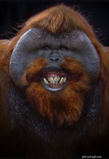 23 Adorable Animal Smiles to Brighten Your Day