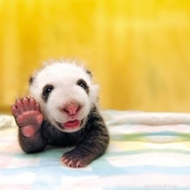 23 Adorable Animal Smiles to Brighten Your Day